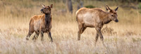 Elk, RMPN, "Rocky Mountain National Park, rut, bull, "Horseshoe Park", "West Horseshoe Park", Colorado, antlers, autumn, fall, calf, cow, wildllife