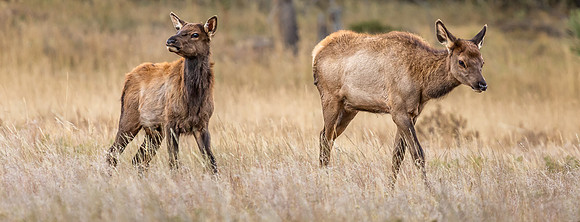 Elk, RMPN, "Rocky Mountain National Park, rut, bull, "Horseshoe Park", "West Horseshoe Park", Colorado, antlers, autumn, fall, calf, cow, wildllife