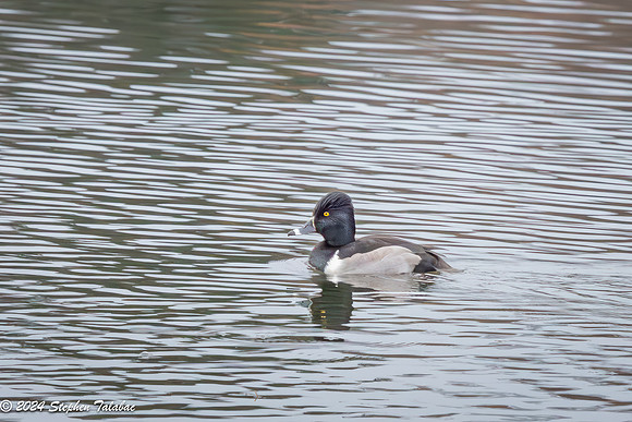 Wilde Lake 15Dec2024-2