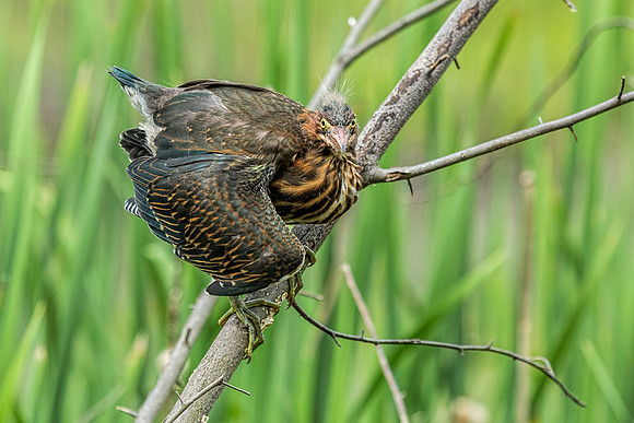 "little green heron", heron, wildlife, pond, Clarksville, Maryland, bird