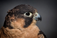 Conowingo, Susquehanna, eagle, raptor, owl hawk