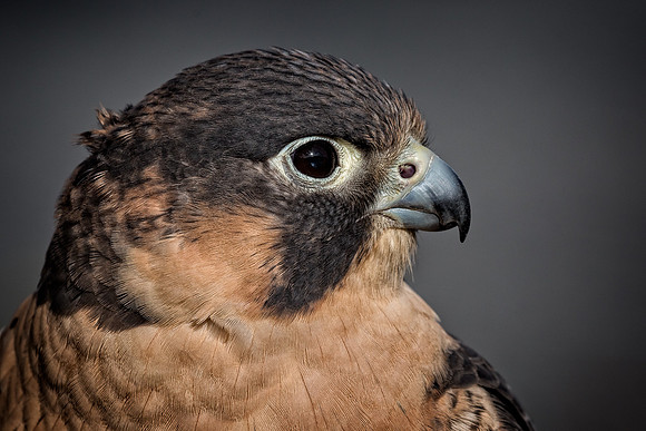 Conowingo, Susquehanna, eagle, raptor, owl hawk
