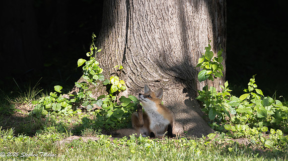 Fox Kit Portraits-12