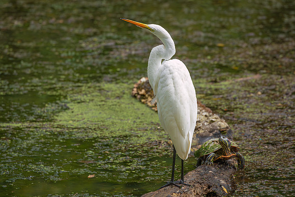 Great Egret - 19August2024-3