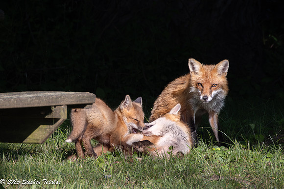 Fox Kit Portraits-20
