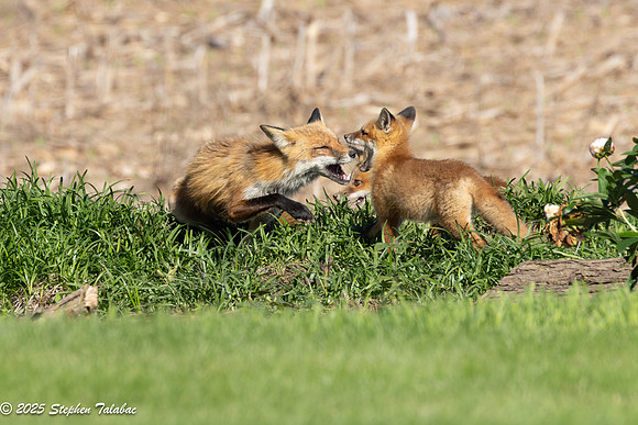 Fox Kit Portraits-65