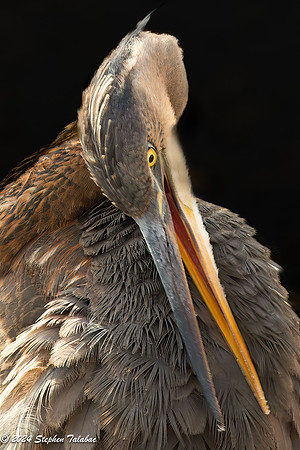 Great Blue Heron Portraits-13