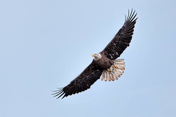 20131019 [C] Conowingo MD Dam 067-Edit