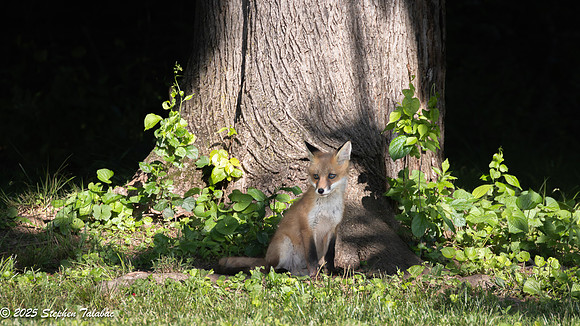 Fox Kit Portraits-10