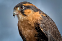 Conowingo, Susquehanna, eagle, raptor, owl hawk
