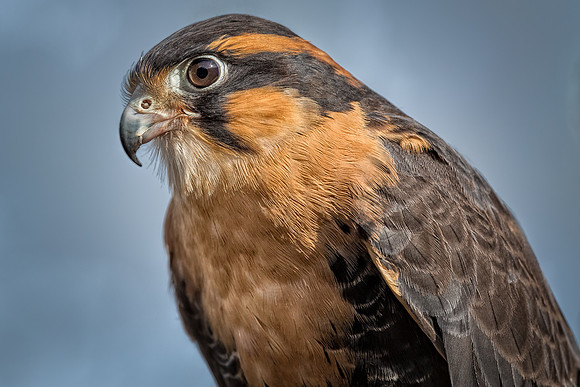 Conowingo, Susquehanna, eagle, raptor, owl hawk