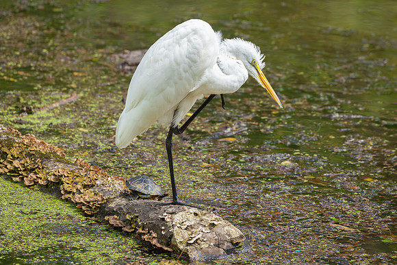 Great Egret - 19August2024-20