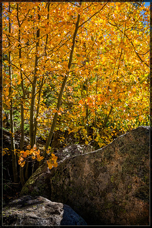 "Bear Lake", Colorado, "Estes Park", rock, Moss, RMNP, "Rocky Mountain National Park", 'aspen", fall, lake, "fall color", sunset