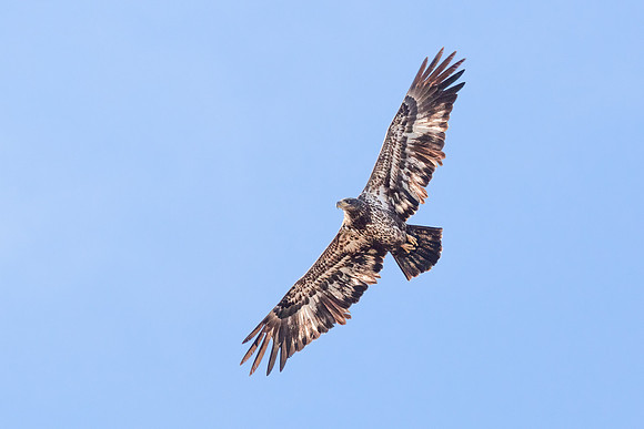 Cambridge & Blackwater NWR II-13 Bald Eagle (juvenile)
