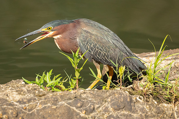 Green Heron in Golden Light-17