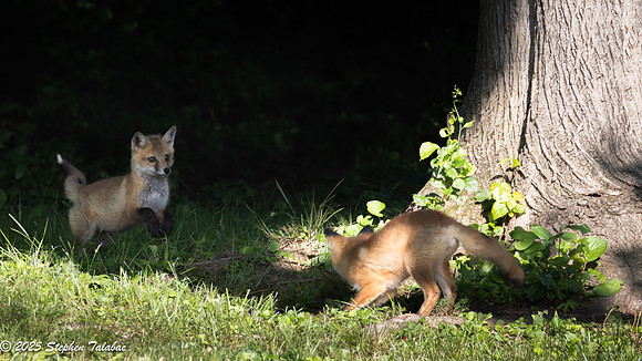 Fox Kit Portraits-13