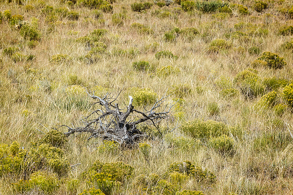 Alamosa, Colorado, "Great Sand Dunes National Park", "National Park", "San Luis Valley", dunes, landscape, sand, scenic