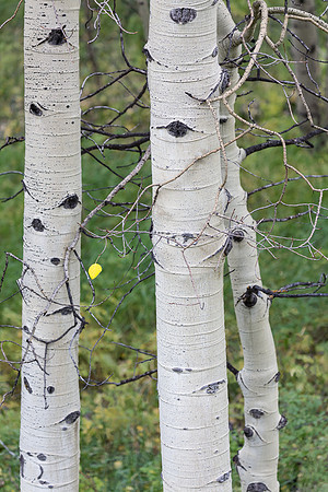 Colorado, Aspen, "West Elk Mountains", mountains, fall, "fall color", trees, stream