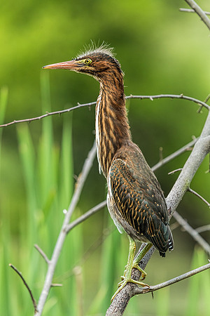 "little green heron", heron, wildlife, pond, Clarksville, Maryland, bird