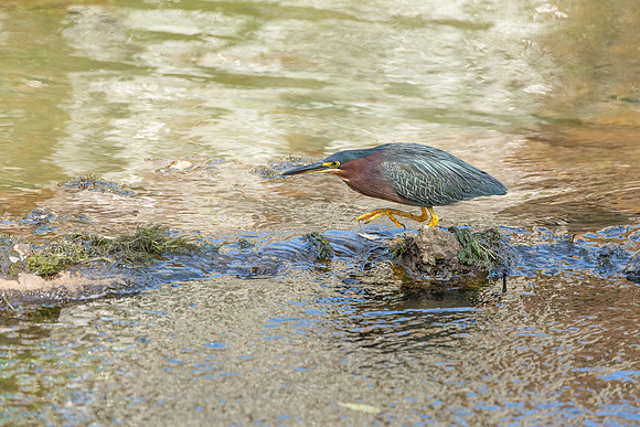 Green Heron in Golden Light-13