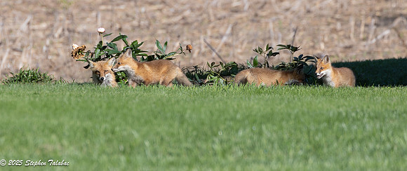 Fox Kit Portraits-41