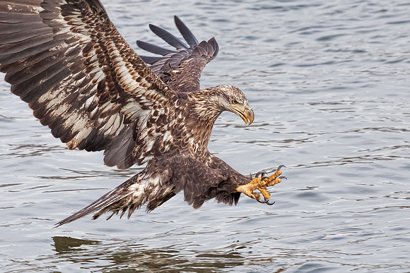 20131115 [C] Conowingo MD Dam 406-Edit SHARP