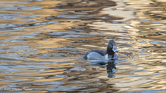 Ring-necked duck Golden Hour-3
