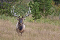 Elk, RMPN, "Rocky Mountain National Park, rut, bull, "Horseshoe Park", "West Horseshoe Park", Colorado, antlers, autumn, fall, calf, cow, wildllife