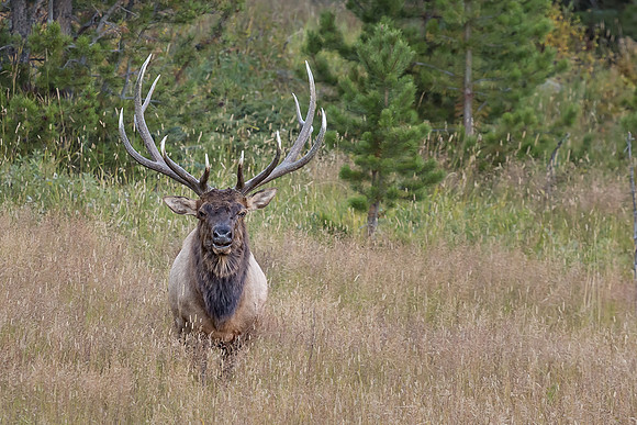 Elk, RMPN, "Rocky Mountain National Park, rut, bull, "Horseshoe Park", "West Horseshoe Park", Colorado, antlers, autumn, fall, calf, cow, wildllife