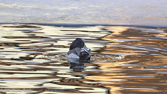 Ring-necked duck Golden Hour-4