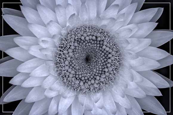 20160429 [C] Beltsville MD -  Behnke's Nurseries 096-Edit v4 (fixed)