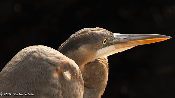Great Blue Heron Portraits-5