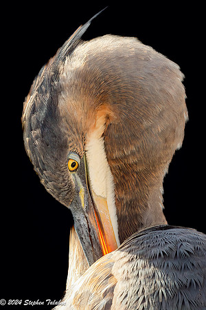 Great Blue Heron Portraits-8