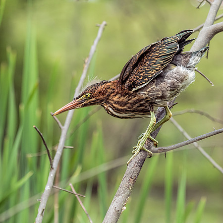 "little green heron", heron, wildlife, pond, Clarksville, Maryland, bird