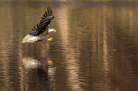 Columbia, "Wilde Lake", "bald eagle", eagle, "lake,", raptor