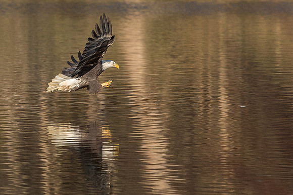 Columbia, "Wilde Lake", "bald eagle", eagle, "lake,", raptor