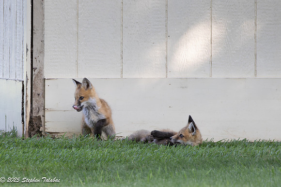 Fox Kit Portraits-54