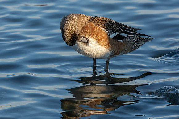 Cambridge & Blackwater NWR II-22 American Wigeon (female)