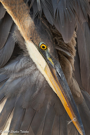 Great Blue Heron Portraits-11