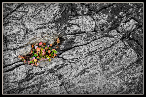 "Bear Lake", Colorado, "Estes Park", rock, Moss, RMNP, "Rocky Mountain National Park", 'aspen", fall, lake, "fall color", sunset