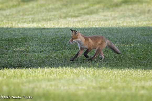 Fox Kit Portraits-56