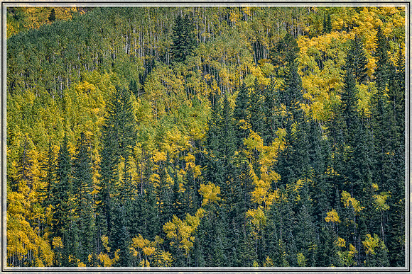 Colorado, Aspen, "West Elk Mountains", mountains, fall, "fall color", trees, stream