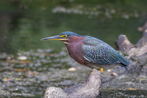 Green Heron Portraits-3
