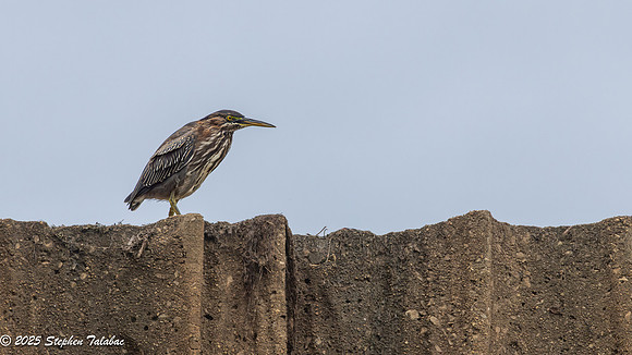 Green Heron Portraits-1