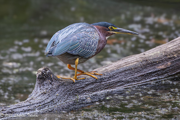 Green Heron Portraits-5