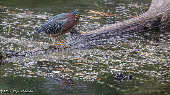Green Heron Portraits-4