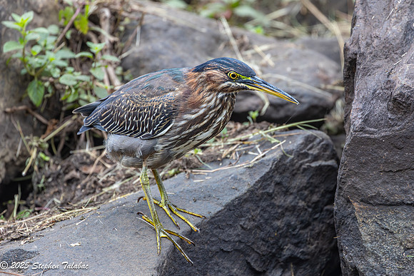 Green Heron Portraits-2