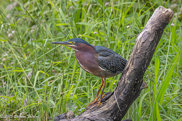 Green Heron Portraits-6