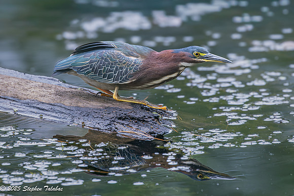 Green Heron Portraits-7