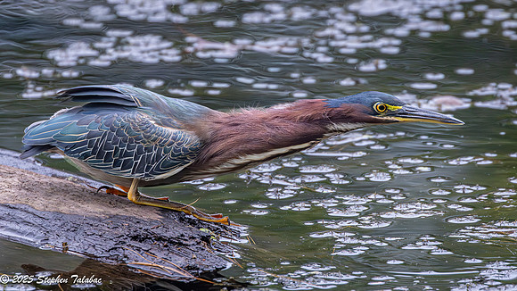 Green Heron Portraits-8